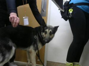 RELLENO, Young Male German Shepherd Dog