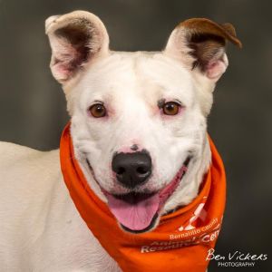 FLOWER, Young Female Pit Bull Terrier