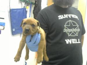 DAISY, Baby Female Pit Bull Terrier