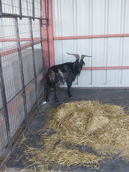 WALKER, Adult Male Goat