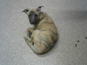 MOONIE, Baby Female Pit Bull Terrier