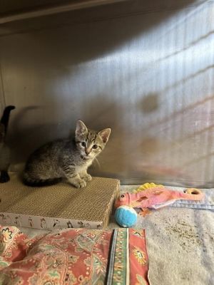 MOXIE, Baby Male Domestic Short Hair