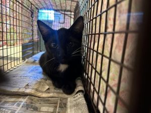 FELINO, Baby Male Domestic Short Hair