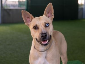ANGELITA, Adult Female German Shepherd Dog