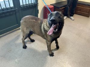 A522788, Adult Male Belgian Shepherd / Malinois