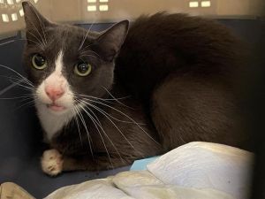 GREY GREY, Adult Male Domestic Short Hair