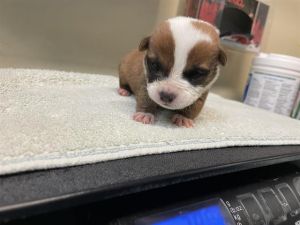 A522792, Baby Female Pit Bull Terrier