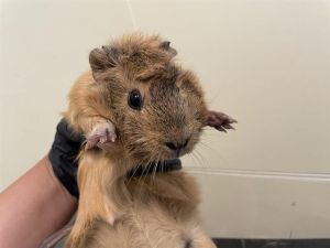 A522795, Adult Female Guinea Pig