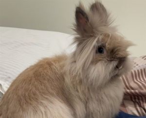 MANUKA, Adult Female Bunny Rabbit