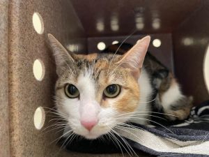 PATCHES, Adult Female Domestic Short Hair