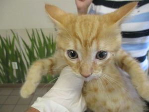 SHERBET, Baby Male Domestic Short Hair