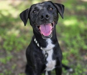 NALA, Adult Female Labrador Retriever