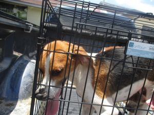 TODD, Young Male Treeing Walker Coonhound