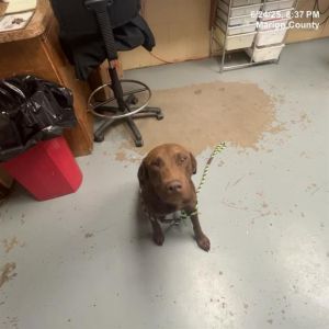 PETER, Young Male Labrador Retriever