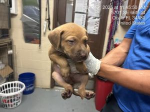 PUPPY #7, Baby Male Plott Hound