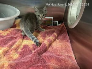 A362605, Baby Female Domestic Short Hair