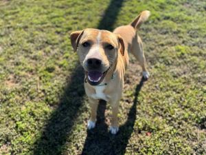 HILFIGER, Adult Male Labrador Retriever
