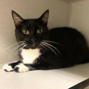 MITTENS, Adult Female Domestic Short Hair