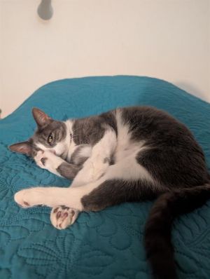 BUBBLES, Senior Female unknown