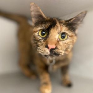 SPLENDA, Adult Female Domestic Short Hair
