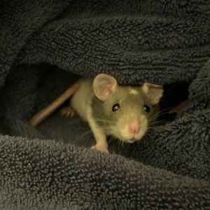 PEBBLE, Baby Female Rat