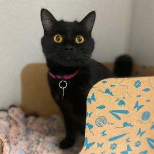 AMBER, Young Female Domestic Short Hair