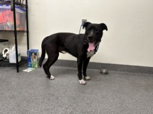 GEMINI Labrador Retriever Dog