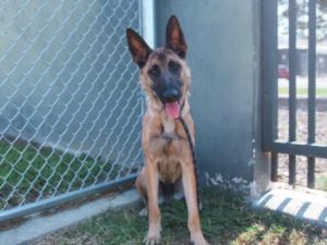 ZUZU Belgian Shepherd / Malinois Dog