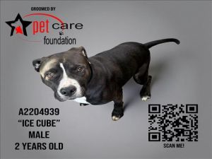 ICE CUBE Pit Bull Terrier Dog