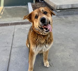 HAPPY Mixed Breed Dog