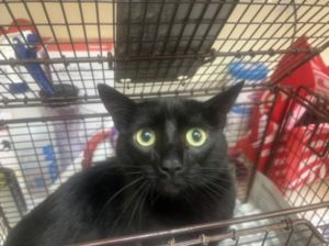 BOBA Domestic Short Hair Cat