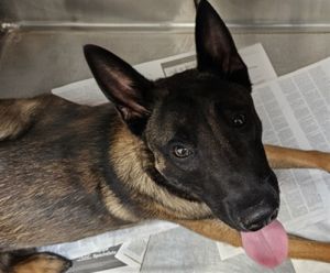 POP TART Belgian Shepherd / Malinois Dog