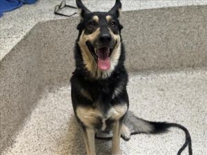 DANTE German Shepherd Dog Dog