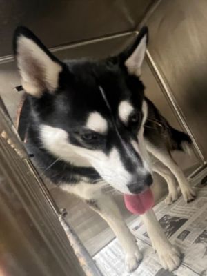 SOTO Husky Dog