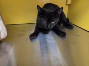 SHIRLEY Domestic Short Hair Cat
