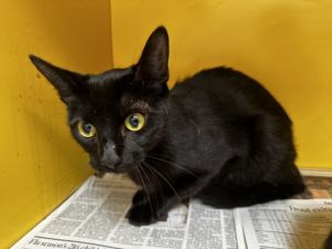MIA, Young Female Domestic Short Hair
