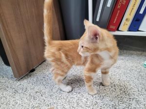 KITTY Domestic Short Hair Cat