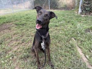 ARCHIE Doberman Pinscher Dog