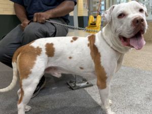 WALTER Pit Bull Terrier Dog