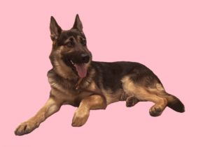 GIANA German Shepherd Dog Dog