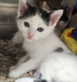 BRISKET Domestic Short Hair Cat
