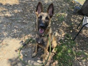 SHEILA Belgian Shepherd / Malinois Dog