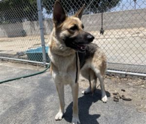 LEXI German Shepherd Dog Dog