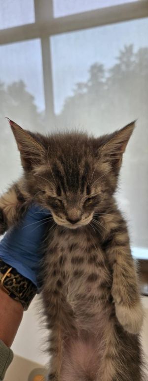 CHRIS, Baby Male Domestic Short Hair