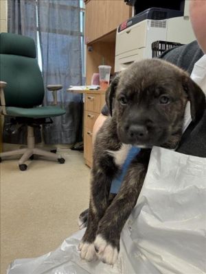 T-BONE, Baby Male Labrador Retriever