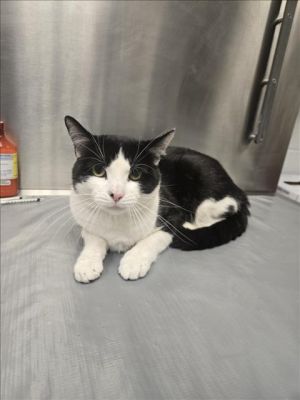 ROST, Adult Male Domestic Short Hair