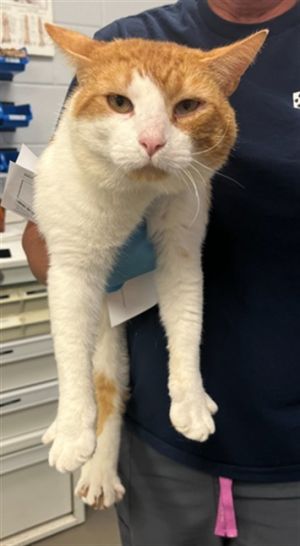 PEDRO CATSCAL, Adult Male Domestic Short Hair