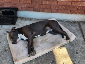 ROUTY, Young Male Staffordshire Bull Terrier