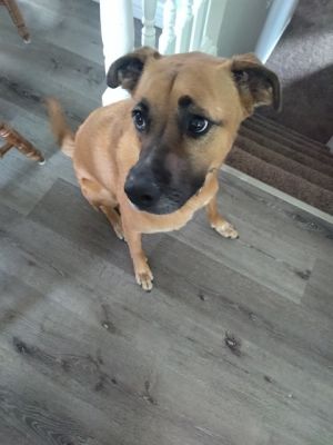 BELLA, Adult Female Black Mouth Cur