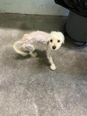A714726, Young Male Poodle